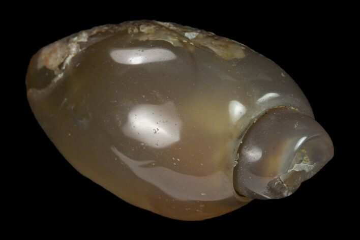 Polished, Chalcedony Replaced Gastropod Fossil - India #133529
